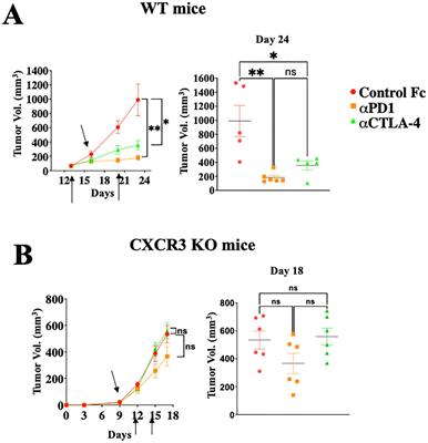 PD-1 and CTLA-4 serve as major gatekeepers for effector and cytotoxic T-cell potentiation by limiting a CXCL9/10-CXCR3-IFNγ positive feedback loop